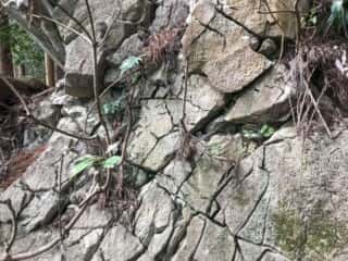 若杉山遺跡の巨石群