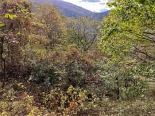 七折の滝 登山道