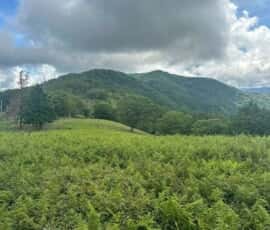 綱附森