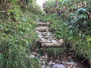 観光新道登山道