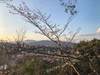 竹ヶ島の桜