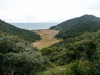 伊島の自然 湿原地帯