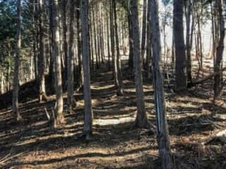 石投山 黒森山 登山道