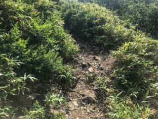 羅臼岳登山道
