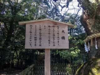 熱田神宮　　大楠
