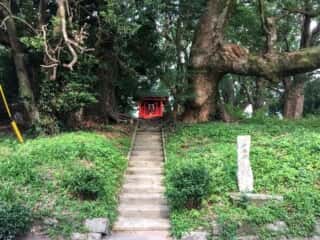 大汝牟遅神社　千本楠