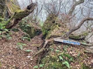 石上登山道