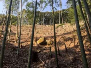 島中心部斜面の岩