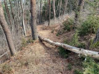 石投山 黒森山 登山道
