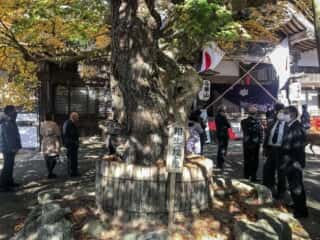 黄金山神社　相生の松と楓