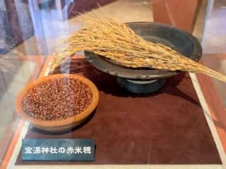 種子島 たねがしま赤米館