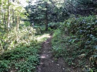 礼文岳登山道