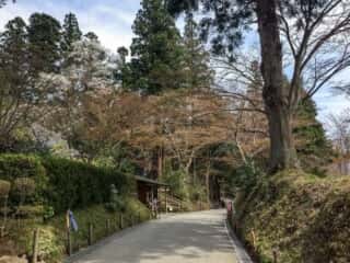 中尊寺　参道
