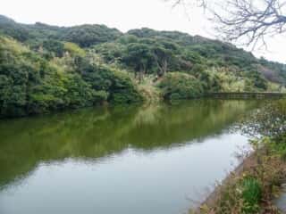 伊島の自然
