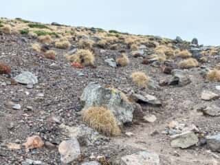 岩手山登山道