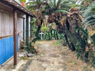 徳之島 金見崎ソテツトンネル