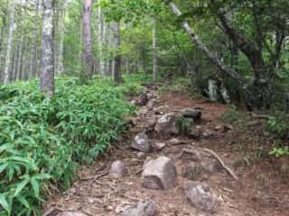 権現岳登山道