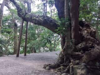 竹ヶ島神社 御神木