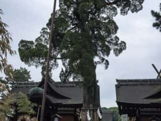 住吉大社 御神木