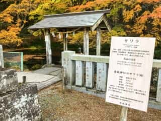 三夜沢赤城神社　手水舎