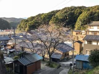 竹ヶ島住宅街の桜