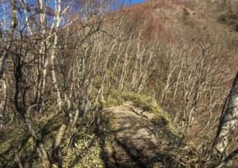 黒檜山 登山道