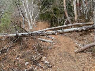 石投山 黒森山 登山道