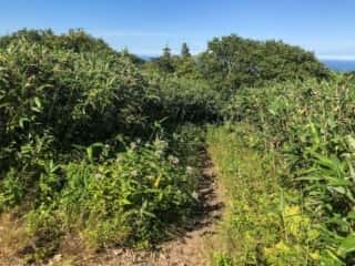 礼文岳登山道