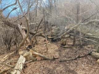 石投山 黒森山 登山道