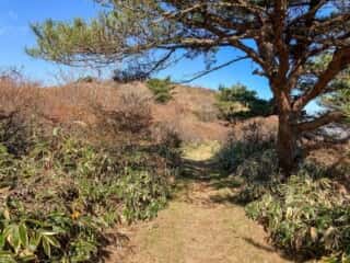 室根山 登山道