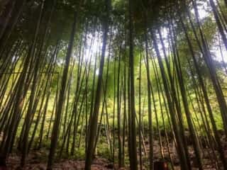 竹ヶ島の竹林