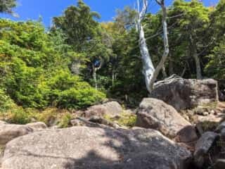 権現岳登山道