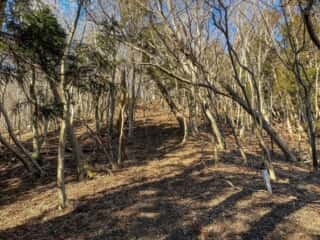 石投山 黒森山 登山道