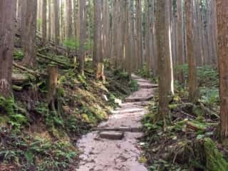 山上ヶ岳（大峯山）登山道