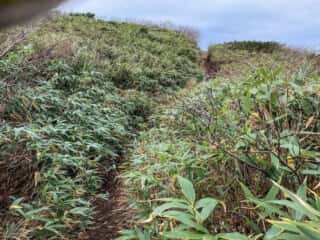 秋田駒ヶ岳登山道