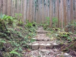 山上ヶ岳（大峯山）登山道