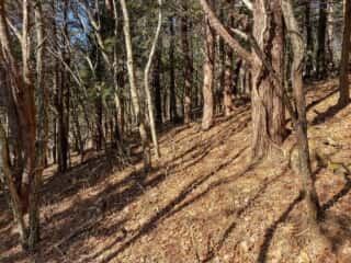 石投山 黒森山 登山道