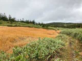 八幡平登山道
