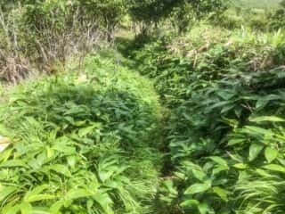 摩周岳登山道