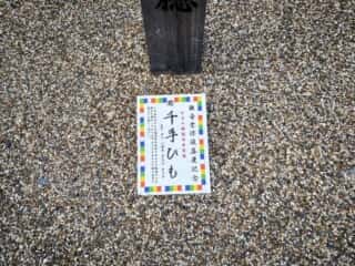 仁和寺　先手ひも