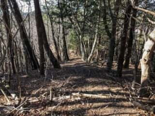 石投山 黒森山 登山道