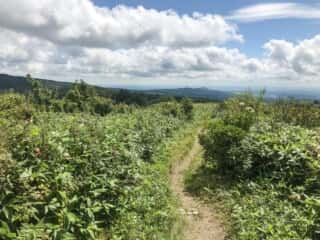摩周岳登山道
