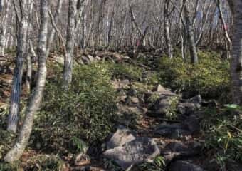 黒檜山 登山道