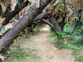 徳之島 金見崎ソテツトンネル