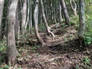 姫神山 登山道