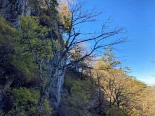 剣山 登山道