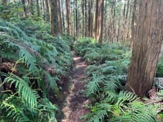 四国八十八ヶ所霊場 第60番札所 横峰寺〜第61番札所 香園寺奥の院