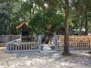 伊弉諾神宮　夫婦大楠