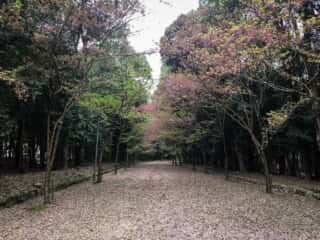 近江神宮 参道