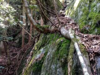 石尾神社　コウヤマキ群落